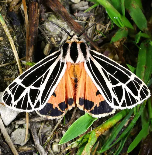 top best Magnificent Moths That Are Just as Gorgeous as Butterflies