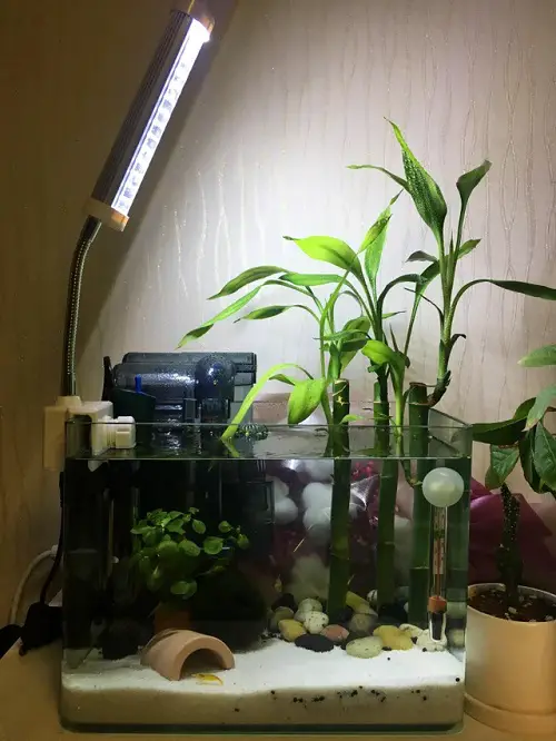 Aquarium Water Fertilizers for Lucky Bamboo