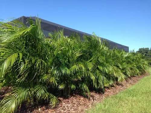 beautiful Florida's Greatest Plants for Seclusion
