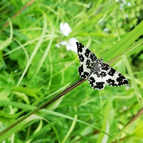 Moths that Are as Beautiful as Butterflies