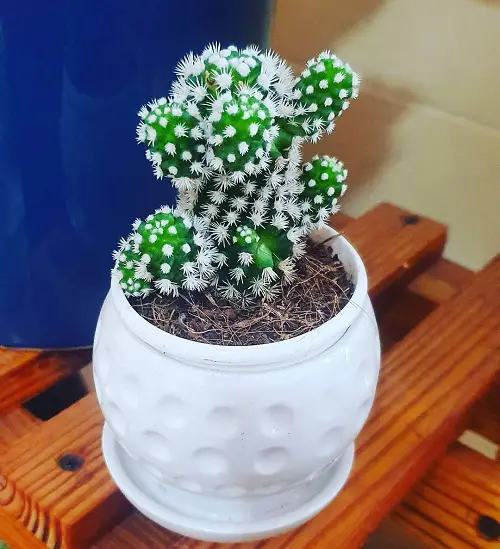 best Pretty Indoor Plants with White and Green Leaves