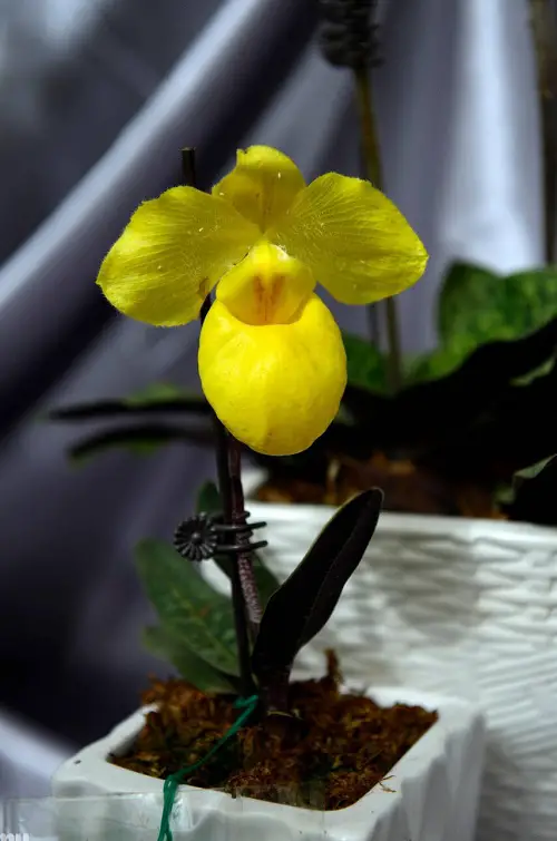lovely Best Varieties of Paphiopedilum Orchids