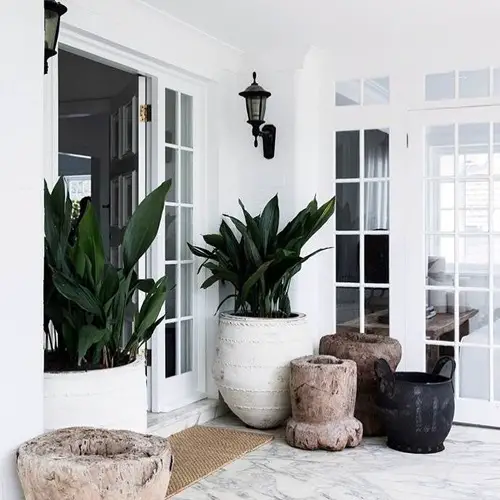top Stunning Types of Cast Iron Plant Pictures