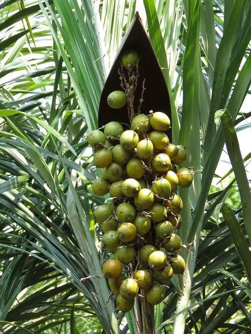 List of Best Palm Fruits 