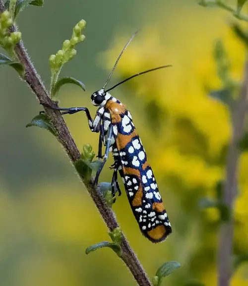 lovely Magnificent Moths That Are Just as Gorgeous as Butterflies
