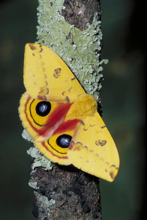 Amazing Adorable Moths That Equal Butterflies in Beauty
