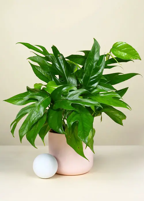 Best Pothos varieties with beauiful leaves