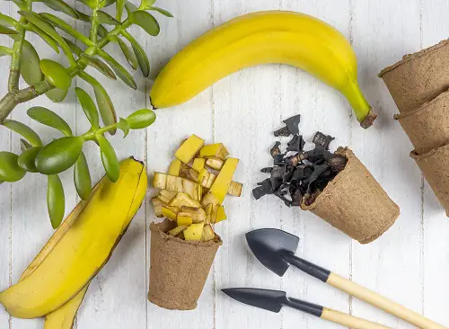 Banana Peel Fertilizer