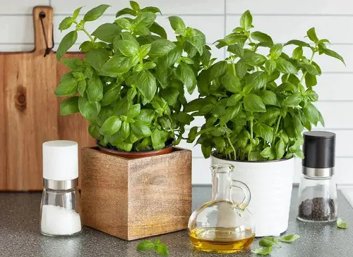 Best Herbs for Pasta1