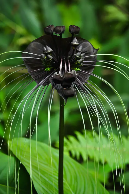 best Gorgeous, Uncommon, and Rare Orchids from Across the Globe