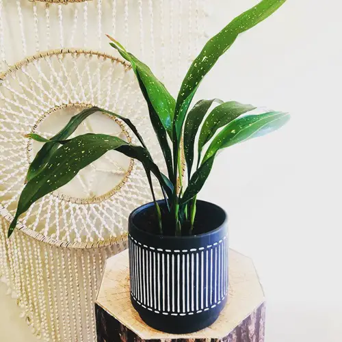 Flecks on the Foliage in pot