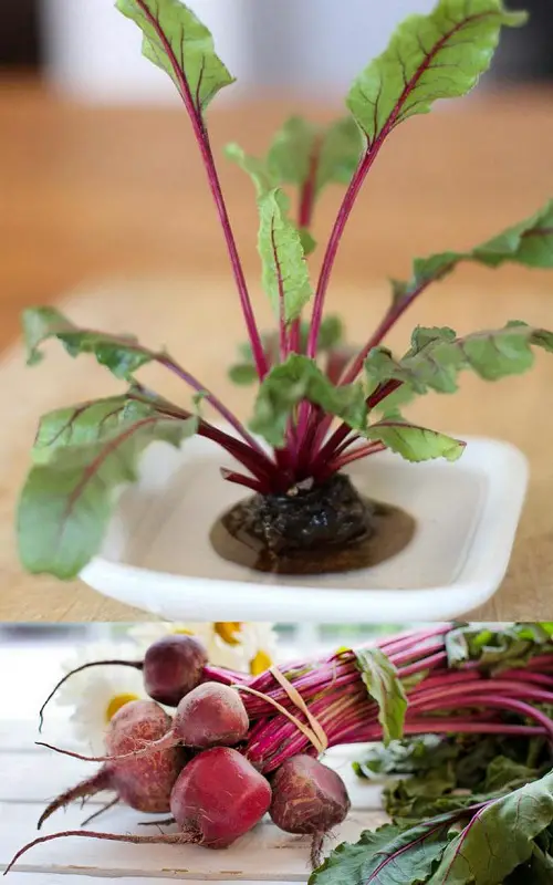 Kitchen Plants that Grow in Water in plate