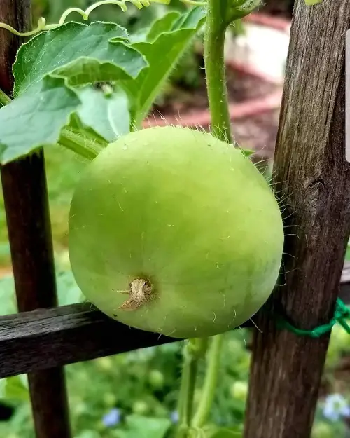 Top Round Green Vegetables for Gardens and Pots
