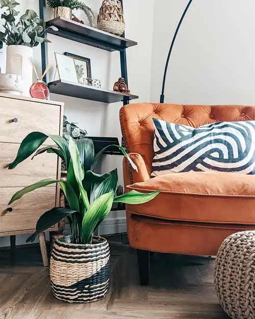Types of Cast Iron Plant In the Living Room