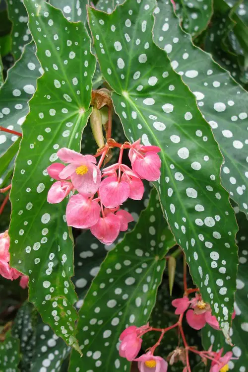 Beautiful Pink Begonia Pictures to Inspire You into Growing the Plant!