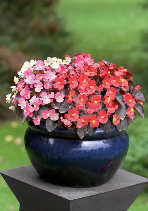 Beautiful Pink Begonia Pictures to Inspire You into Growing