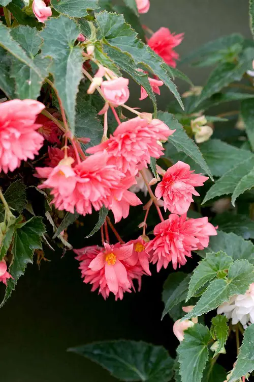 Pink Begonia Pictures to Inspire You into Growing the Plant