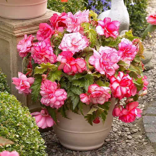 best Beautiful Pink Begonia Pictures 6