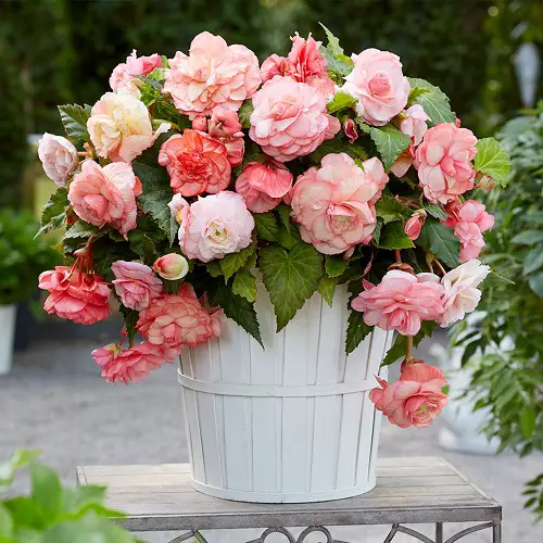best Beautiful Pink Begonia Pictures to Inspire You into Growing the Plant!