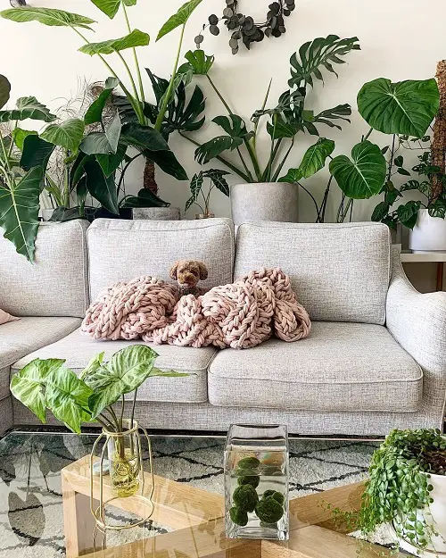 Large Foliage Plants near couch
