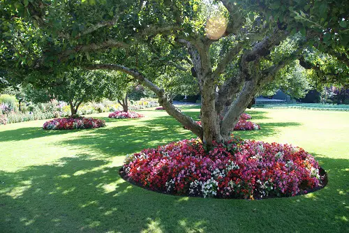 Best Plants to Grow Under the Oak Tree