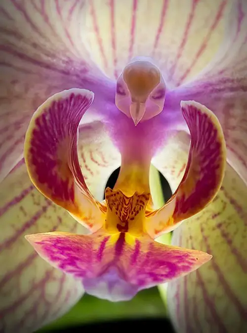 Rare and Unique Orchids Around the World 