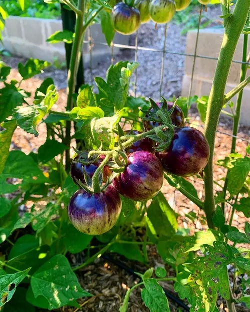 Black Strawberry Tomato Information and Growing Guide
