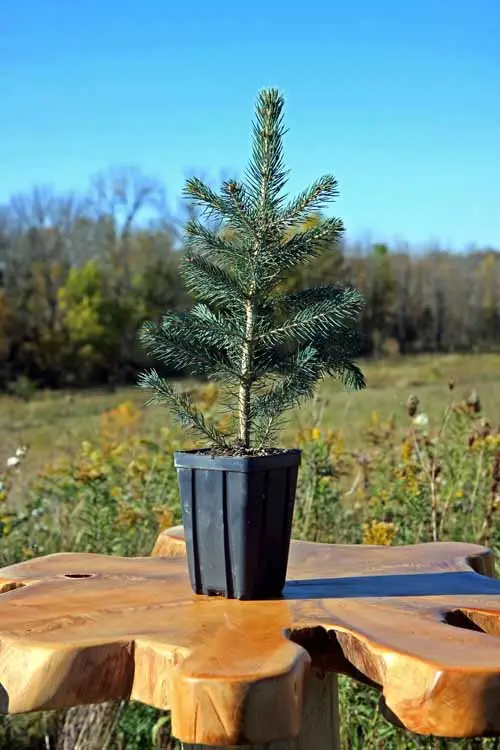 Outdoor Christmas Plants in tabletop