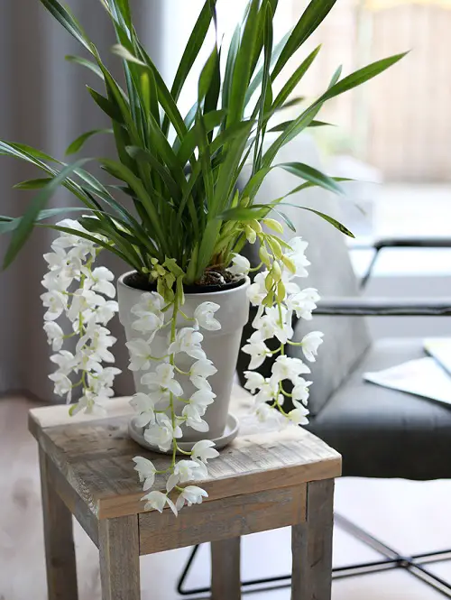 Quick Cymbidium Orchid Care Tips