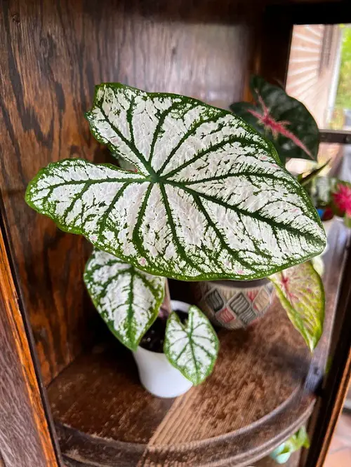 lovely Pretty Indoor Plants with White and Green Leaves