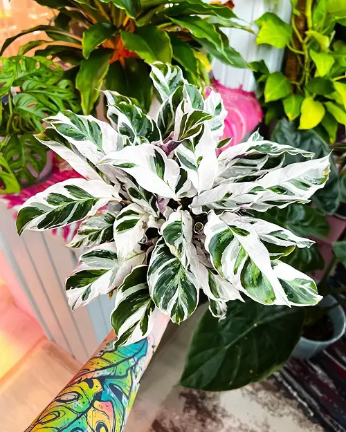 Amazing Gorgeous Indoor Plants with White and Green Leaves