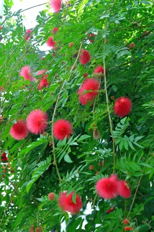Requirements for Growing Powder Puff Plant