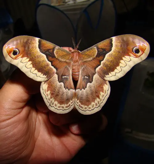 beautiful Moths That Equal Butterflies in Beauty

