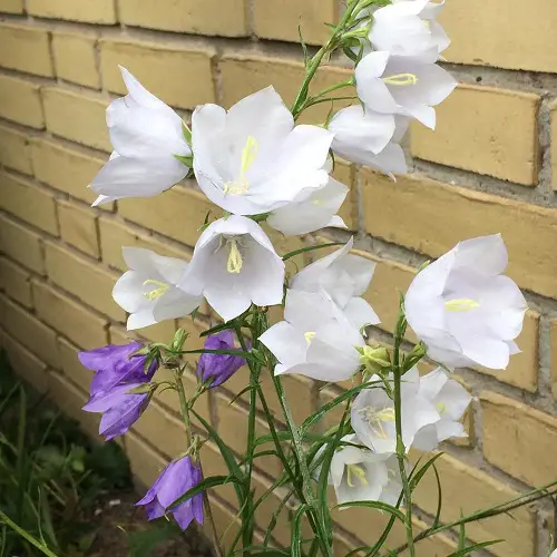 Amazing Most Beautiful Types of Campanula