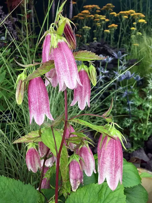 Types of Campanula