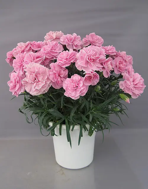 January Birth Flowers