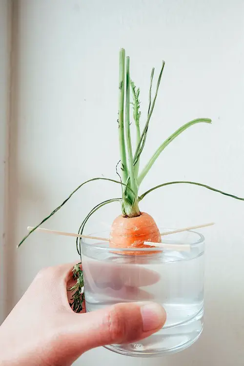 Plants that Grow in Water