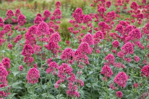beautiful Perennials to Grow Under the Oak Tree