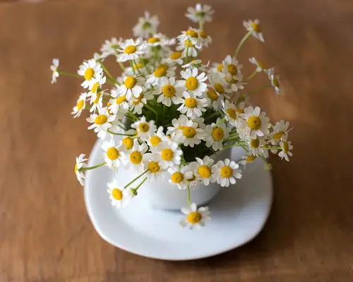 top Best Herbs for Protection