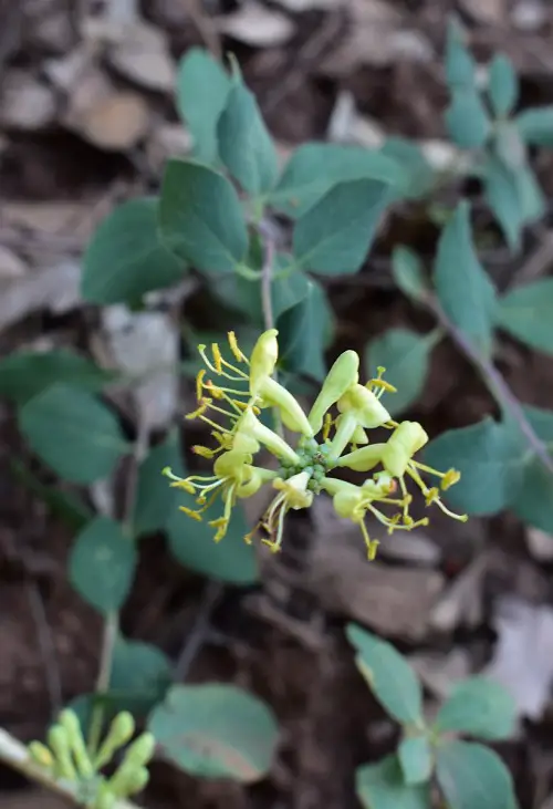 Various Honeysuckle Varieties That You Can Grow