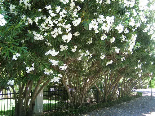 Florida's Best Shrubs for Privacy
