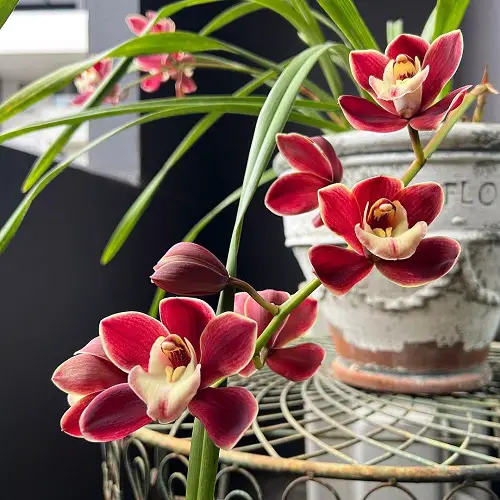 amazing Cymbidium Orchid Varieties