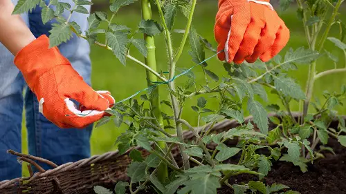 Free Plant Tricks to Improve Your Green Thumb 4