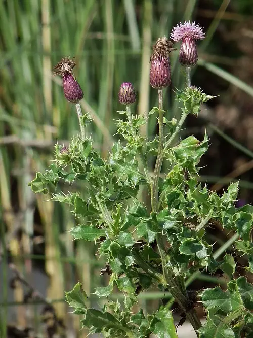 best Non-Native Plants Including Thistle