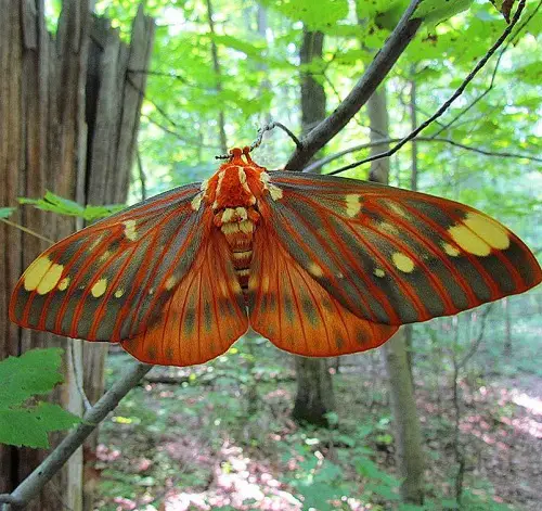 best Magnificent Moths That Are Just as Gorgeous as Butterflies
