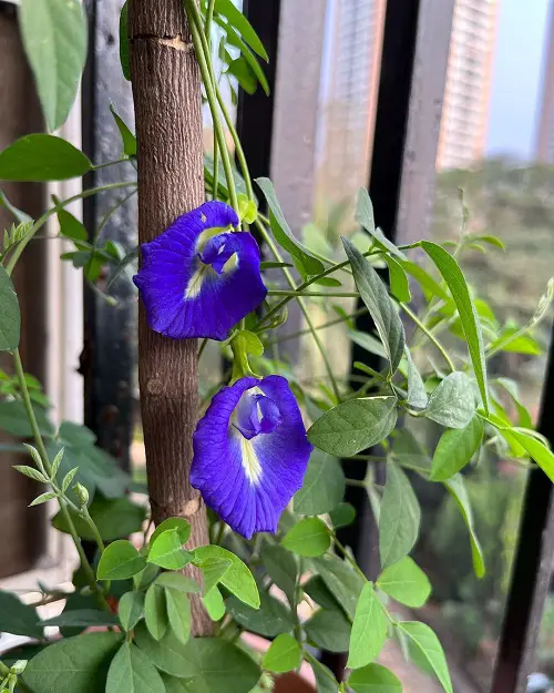 top Adult Plants That Look Like They Come Straight Out of Porn World