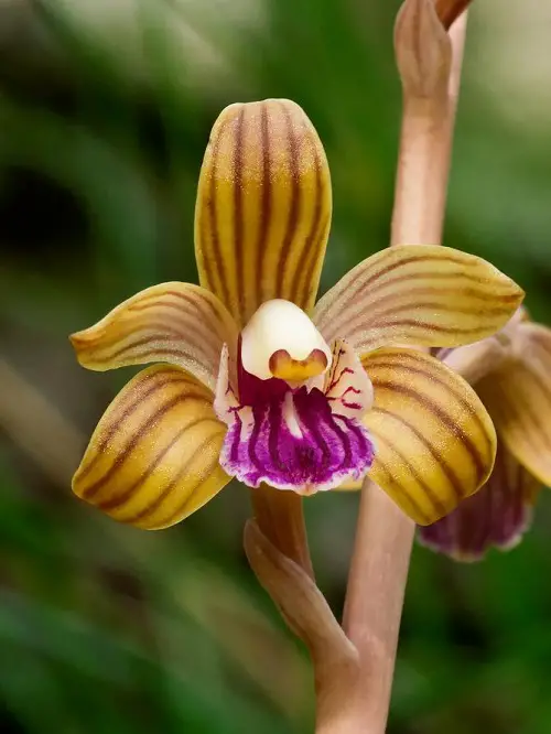 Rare and Unique Orchids Around the World 