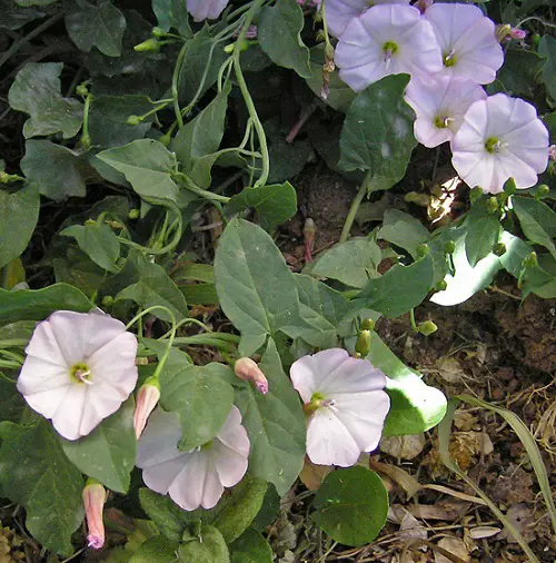 Weeds with Pink Flowers
