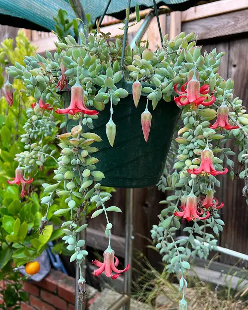 Requirements for Growing Cotyledon Pendens Succulent