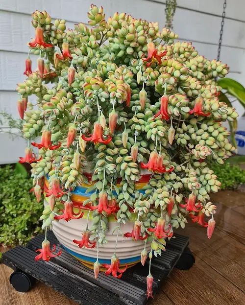 Cotyledon Pendens Succulent Care